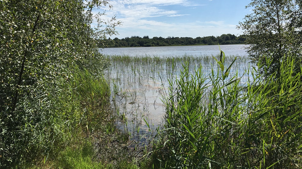 Skærsø