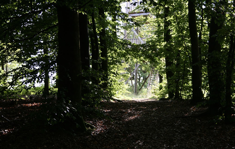 Hundsbæk Plantation and "Fru Mettes Bjerg"