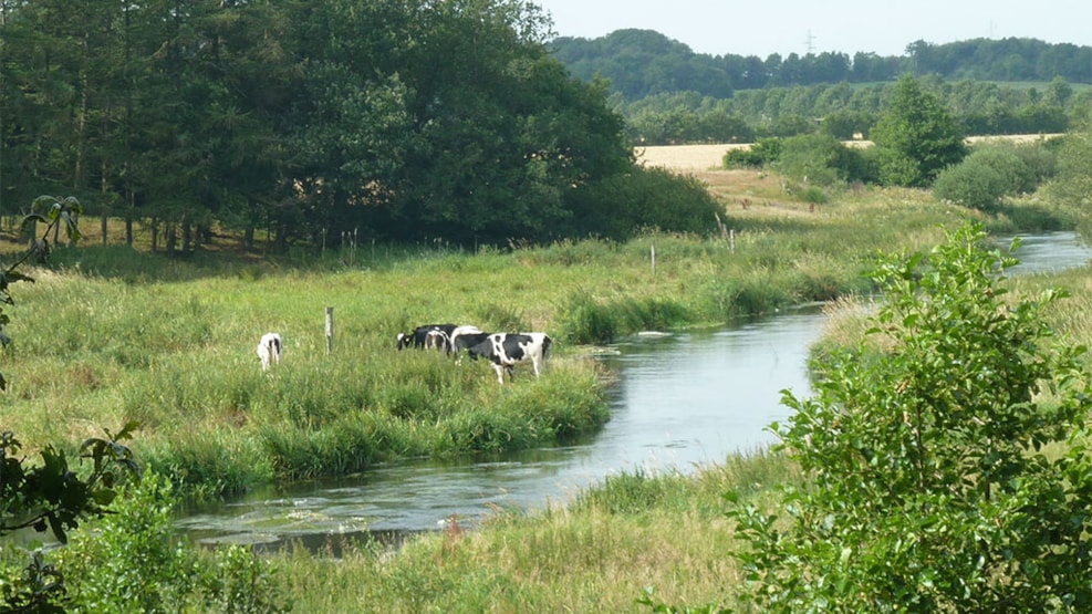 Kongeåen – nature