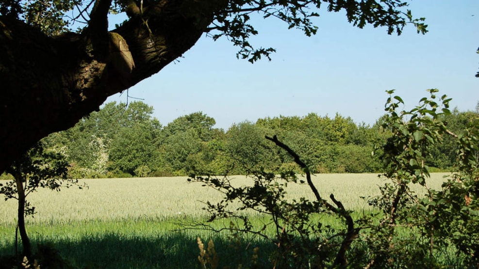 Stenderup Forest