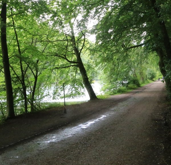Forest Marienlund