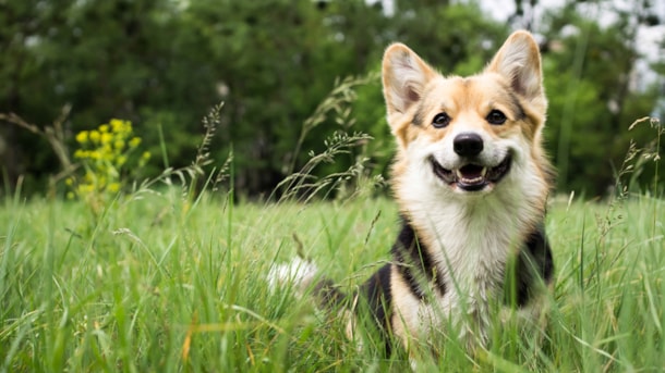 Tapsøre Hundeskov - Fantastisk hundeskov til en gåtur lige uden for Christiansfeld