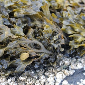 Aurelis - sustainable seaweed cultivation