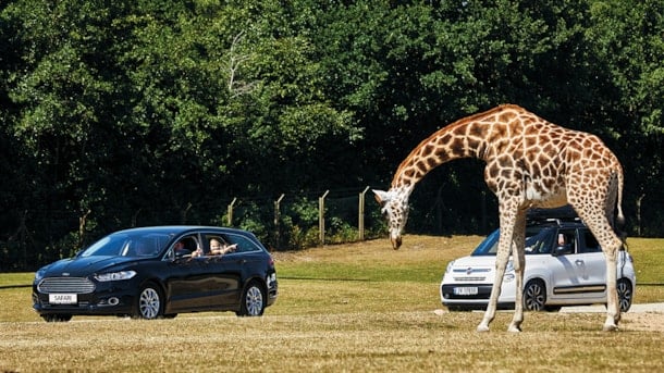 Erlebe einen wilden Tag im GIVSKUD ZOO