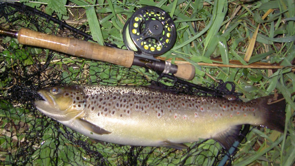 Fishing in rivers Gudenå and Hansted Å