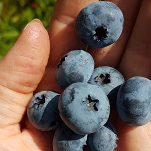 Blueberry from Blåbærgården