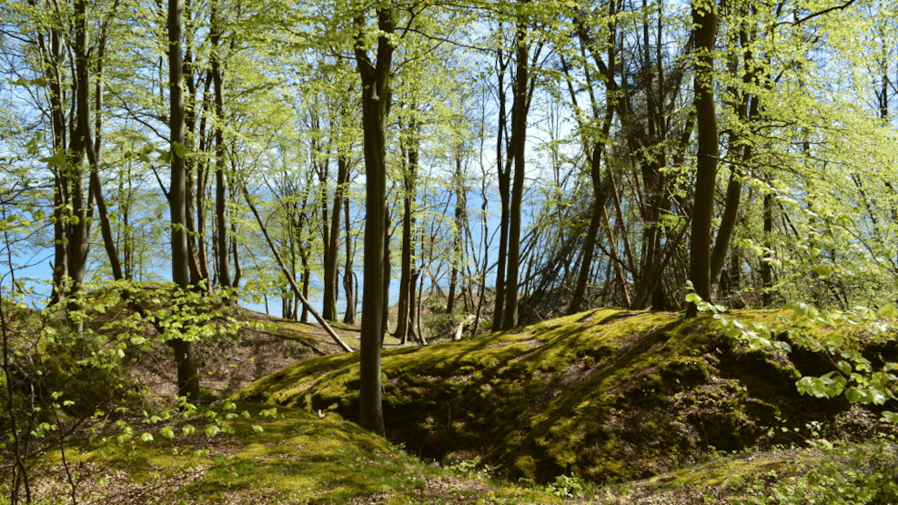 Staksrode Skov Danmarks Smukkeste Skove 