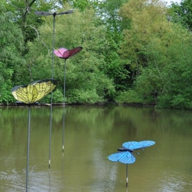 The Butterflies in the lake