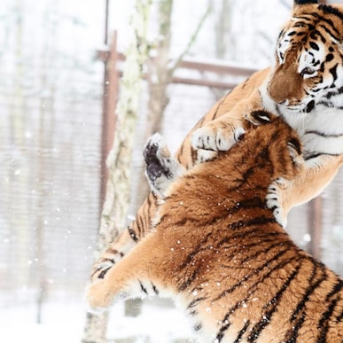 Odense ZOO - det er helt vildt