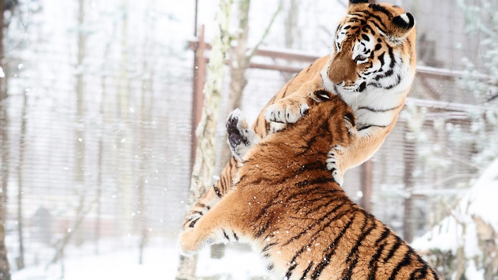Siberian tiger