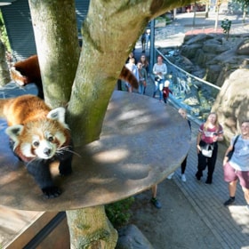 Odense ZOO - Zoological gardens 