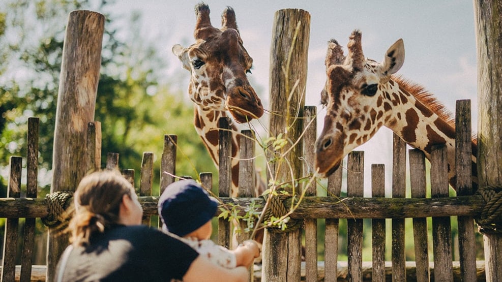 Odense ZOO - Eine unvergessliche Reise zu Tieren aus aller Welt