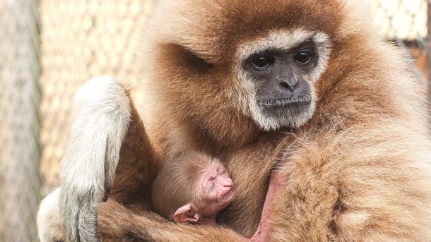 Odsherred Zoo Rescue