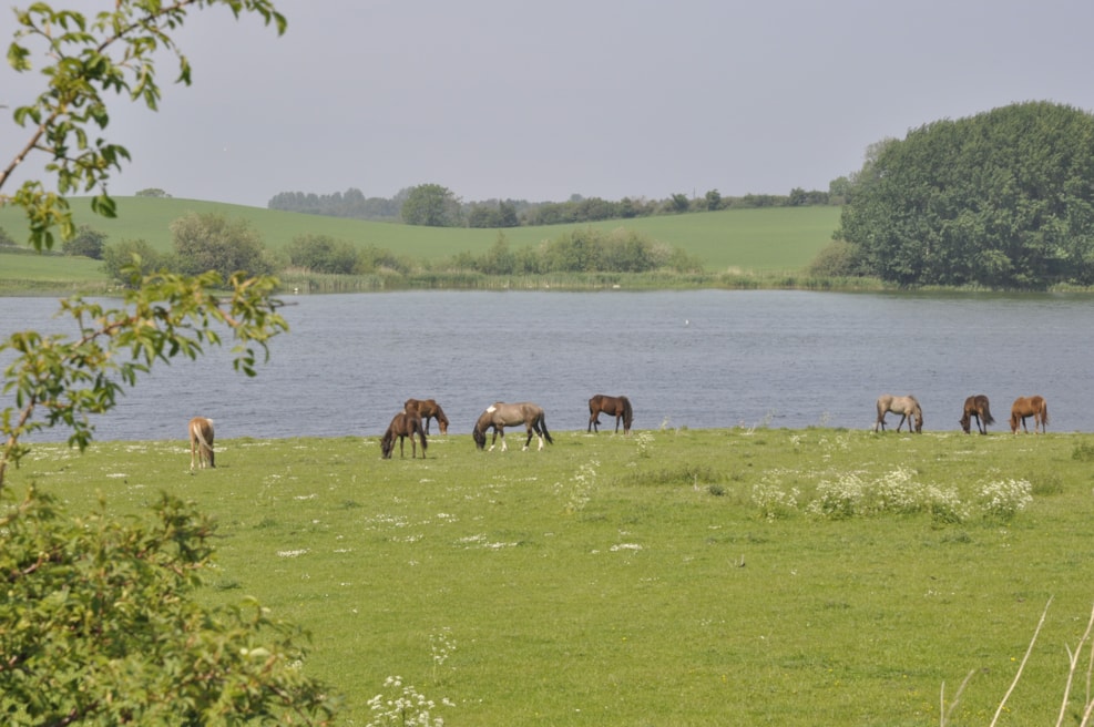 Højby Lake