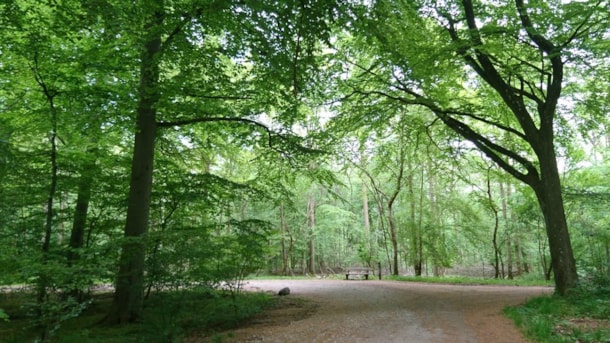 Der Boserup Wald