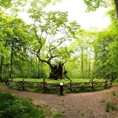 Kongeegen – Danmarks ældste træ fylder skoven med historie