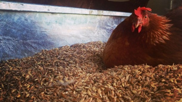 Stensbølgård - økologisk gård