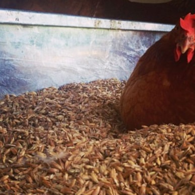 Biohof Stensbølgård