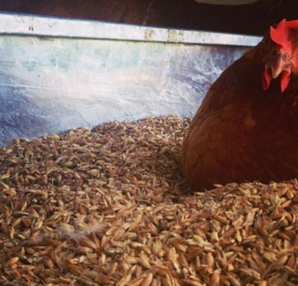 Biohof Stensbølgård