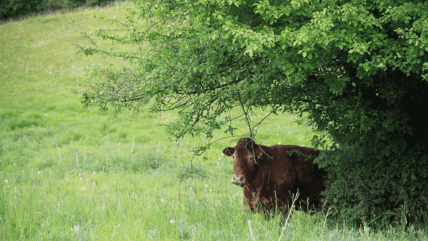 Særløse Overdrev, Bøllesø og Avnsø