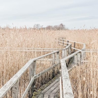 Fuglereservatet ved Gundsømagle Sø og rørskov