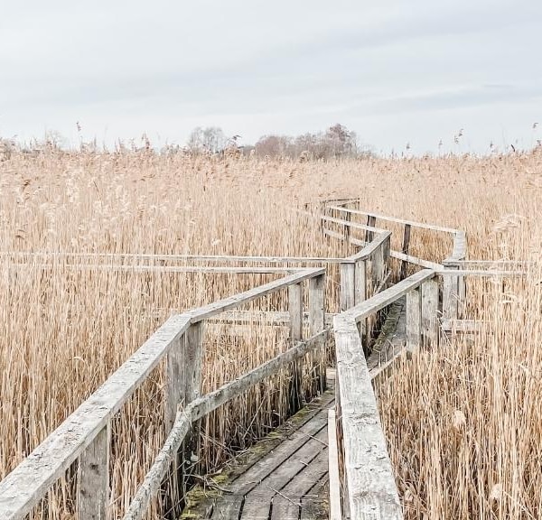 Fuglereservatet ved Gundsømagle Sø og rørskov