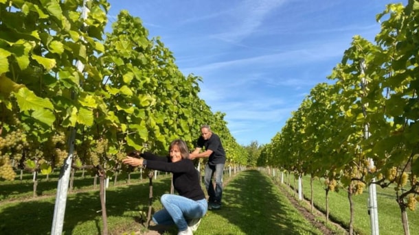 LangeLinie Vin – Weingut und Ferienwohnungen