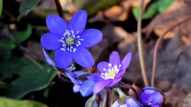 Art at Whitsun in Fjordlandet – Open Studios and Art Experiences