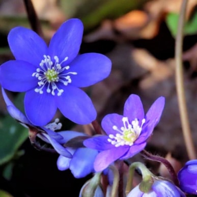 Kunst i Pinsen i Fjordlandet – åbne atelierer og kunstoplevelser