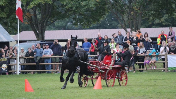 Store Hestedag – Danmarks største hesteevent i Roskilde