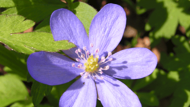 Boserup Skov ved Roskilde