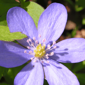 Boserup Skov ved Roskilde