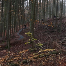 Mountain bike trail in Sønderskoven, Vejle