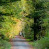 Sønderskoven Forest, Vejle