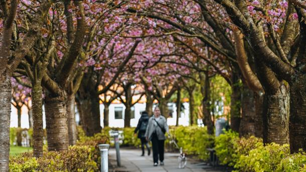 The cherry trees by the Boulevard