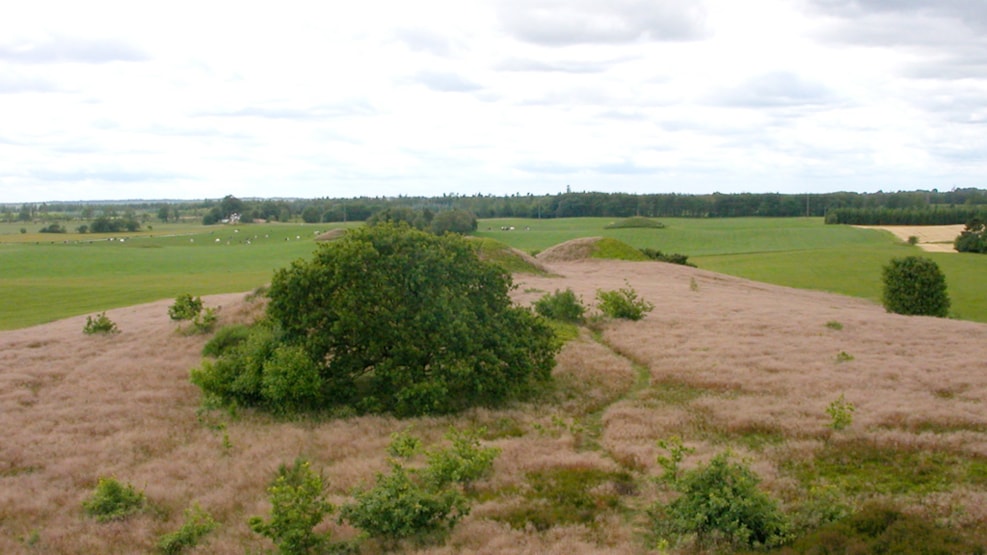 Firehøje and Kong Rans Høj (barrows)