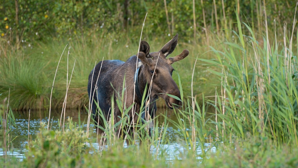 Lille Vildmose – a nature area