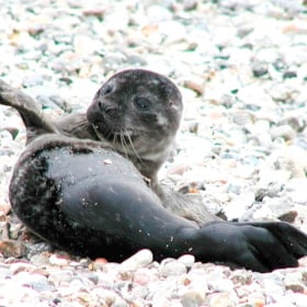 Seal safari by Livø