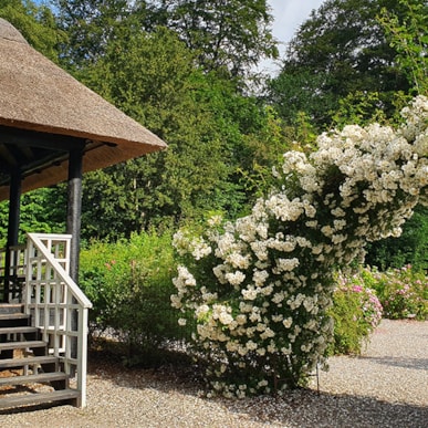 Rosenhaven i Mariager