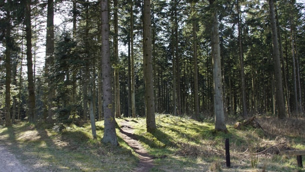 Uhrehøje Plantage og Myrhøj Plantage