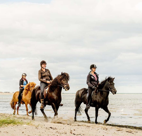 Horses and horseback riding in Himmerland