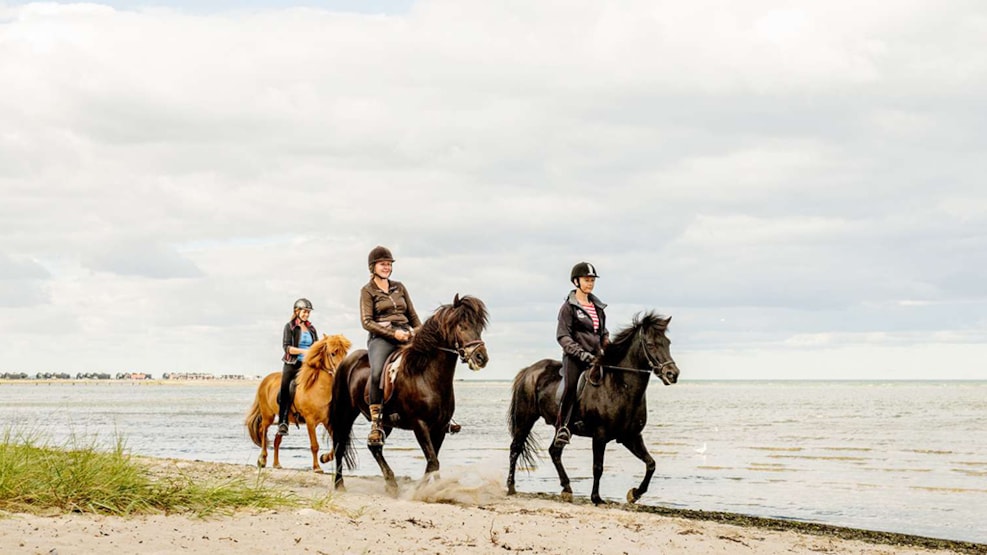 Horses and horseback riding in Himmerland