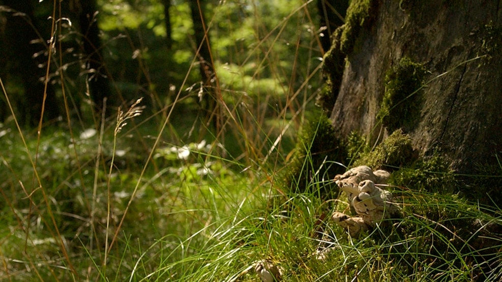 Walking rotues - Illeris-, Lodhøj og Rotholmen Plantage