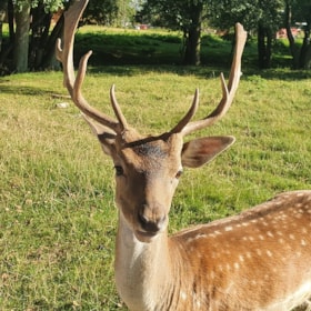 Hadsund Deer Park