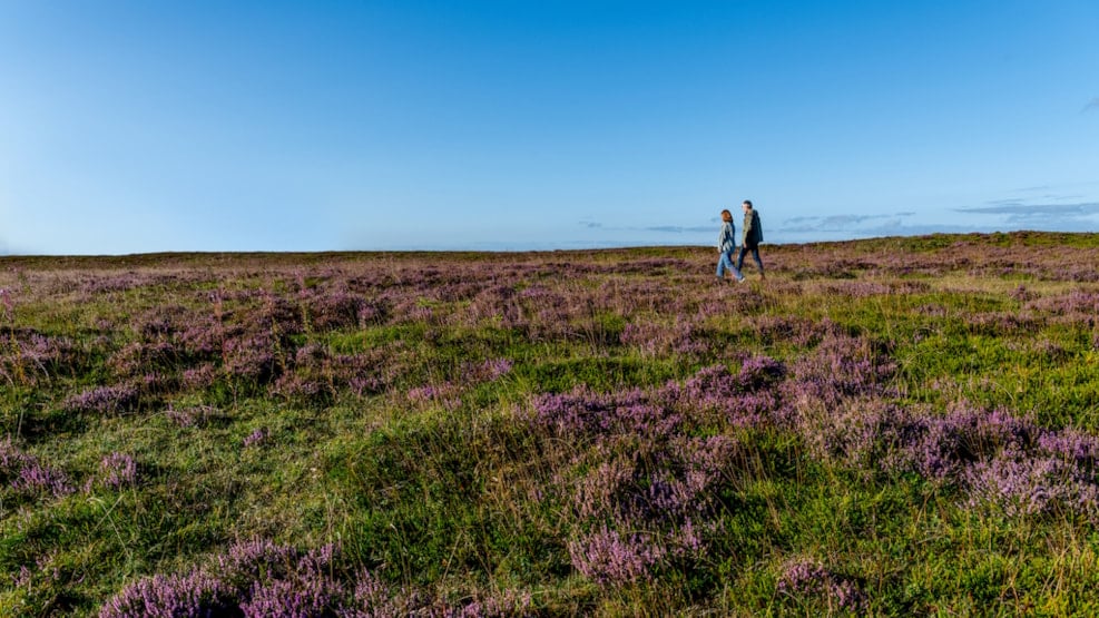 Hiking in The Moors of Himmerland