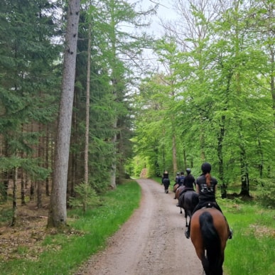 Ridning og hestevognsture i Rold Skov
