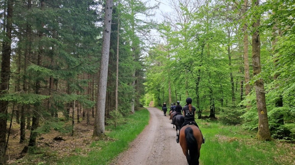 Horse back ridning in the Forest of Rold