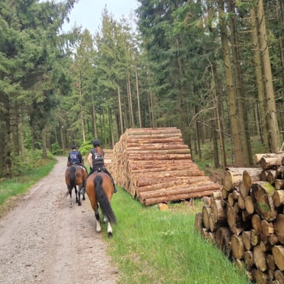Ridning og hestevognsture i Rold Skov