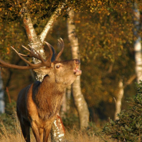 Explore Lille Vildmose on your own