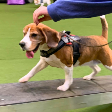 Aktiviteter for hunde hos Munkholm Hundecenter